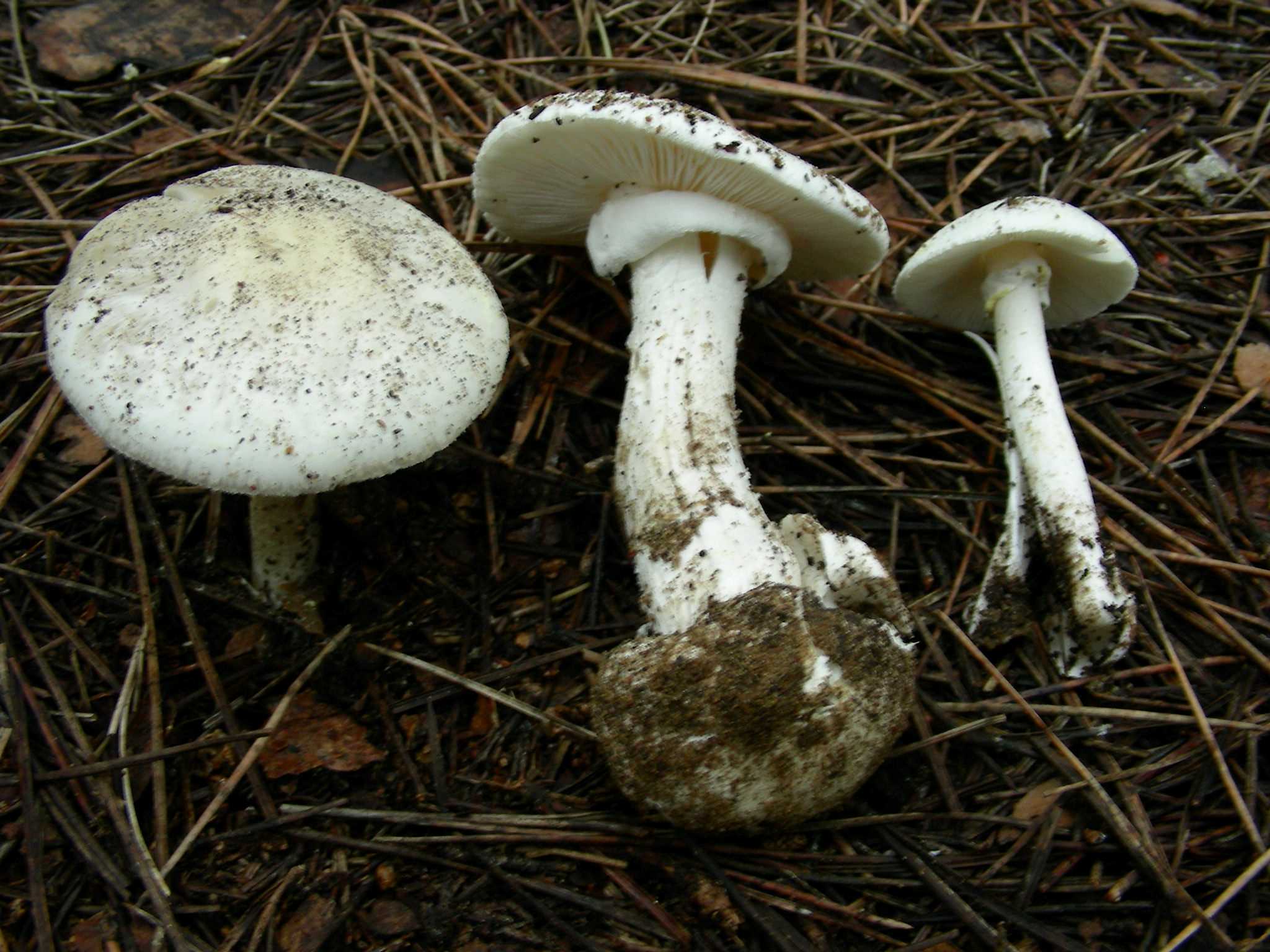 1328 Maggio vecchio ritrovamento